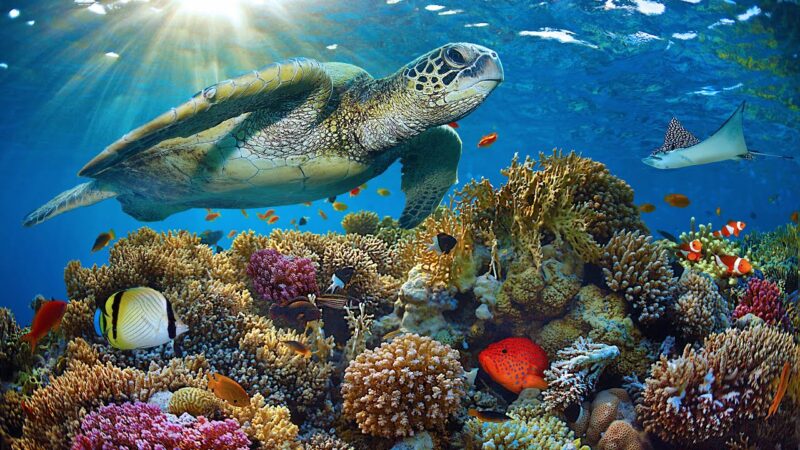 Top 6 Famous Coral Reefs In The World