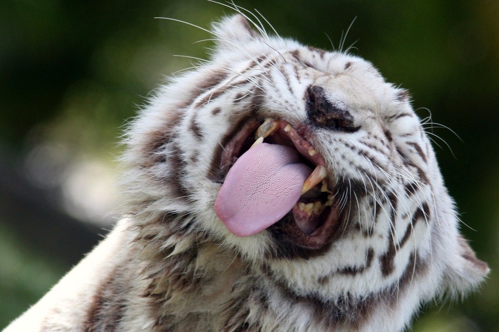 Tigers can make funny faces