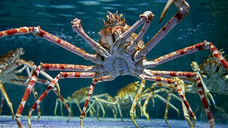 7 Creepy Facts About The Japanese Spider Crab