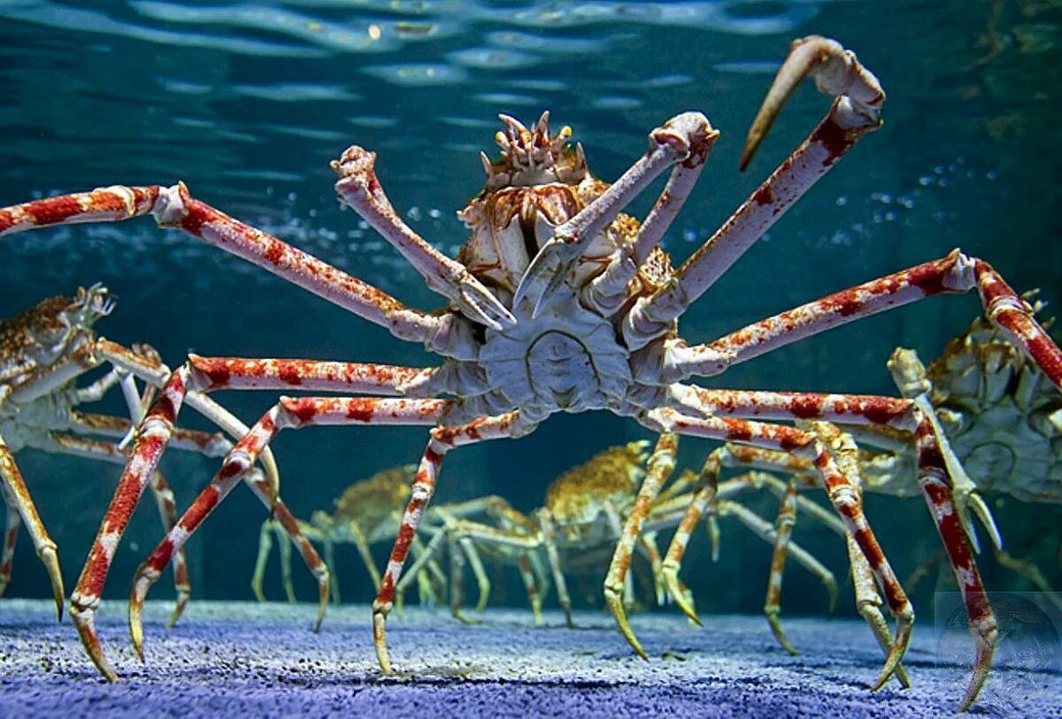 What are Japanese Spider Crabs?