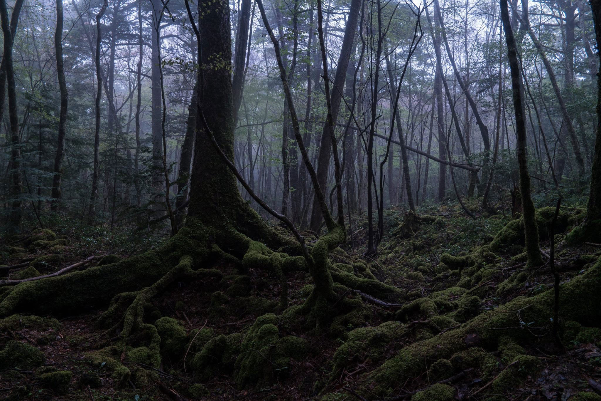  Suicide Forest (Aokigahara Forest), Japan