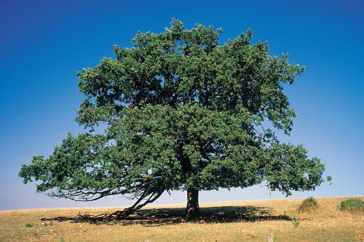 Bur Oak Tree