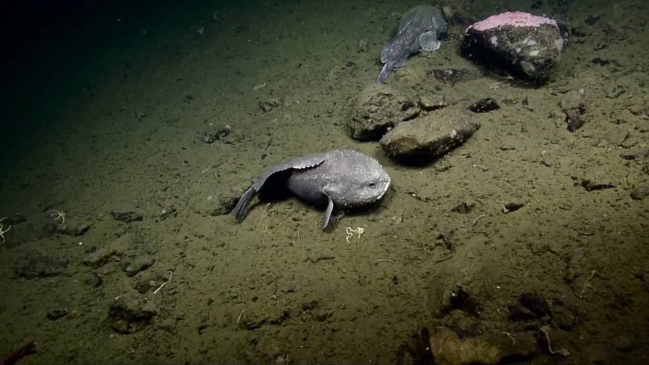 Blobfish don’t have teeth