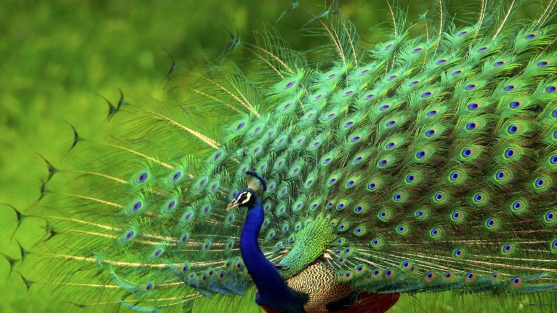 9 Proud Facts About Peacocks