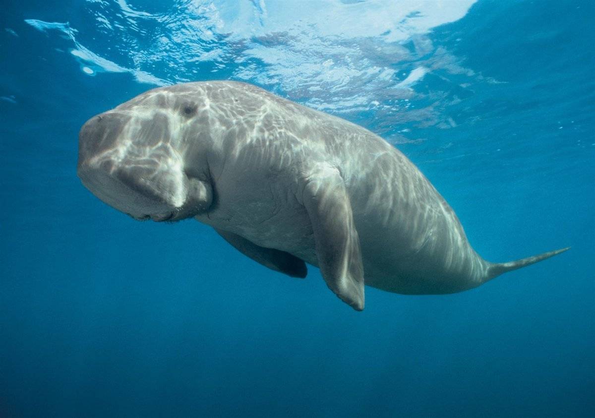 Dugong