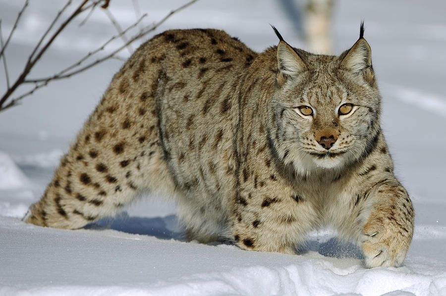 Eurasian Lynx