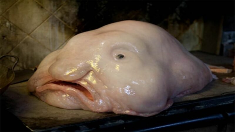 7 Grisly Facts About The Blobfish