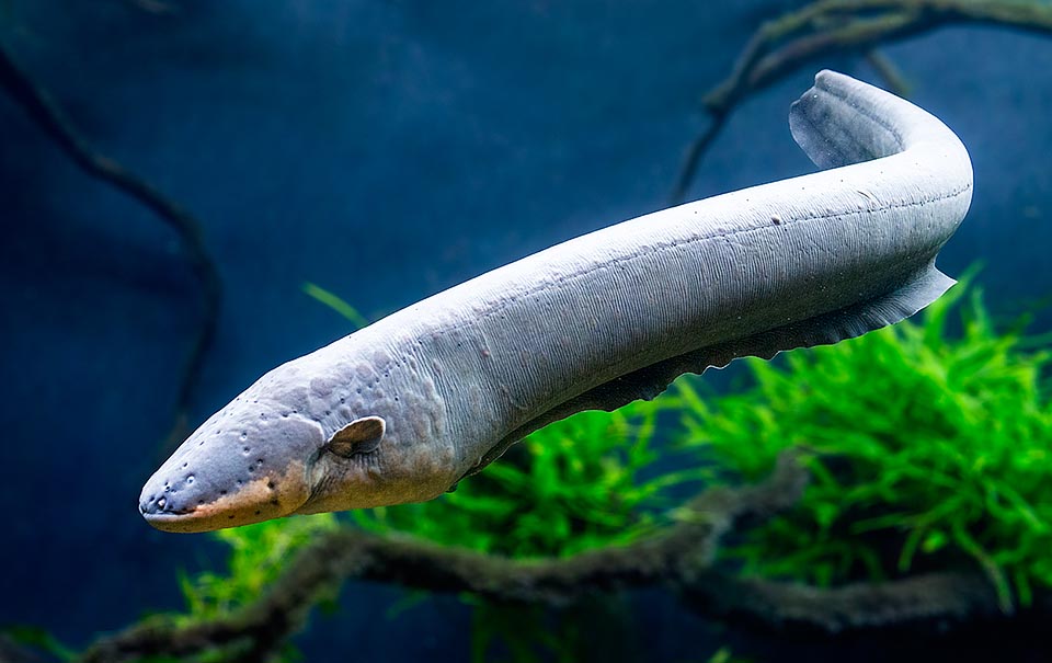 Electric eel – electric fish