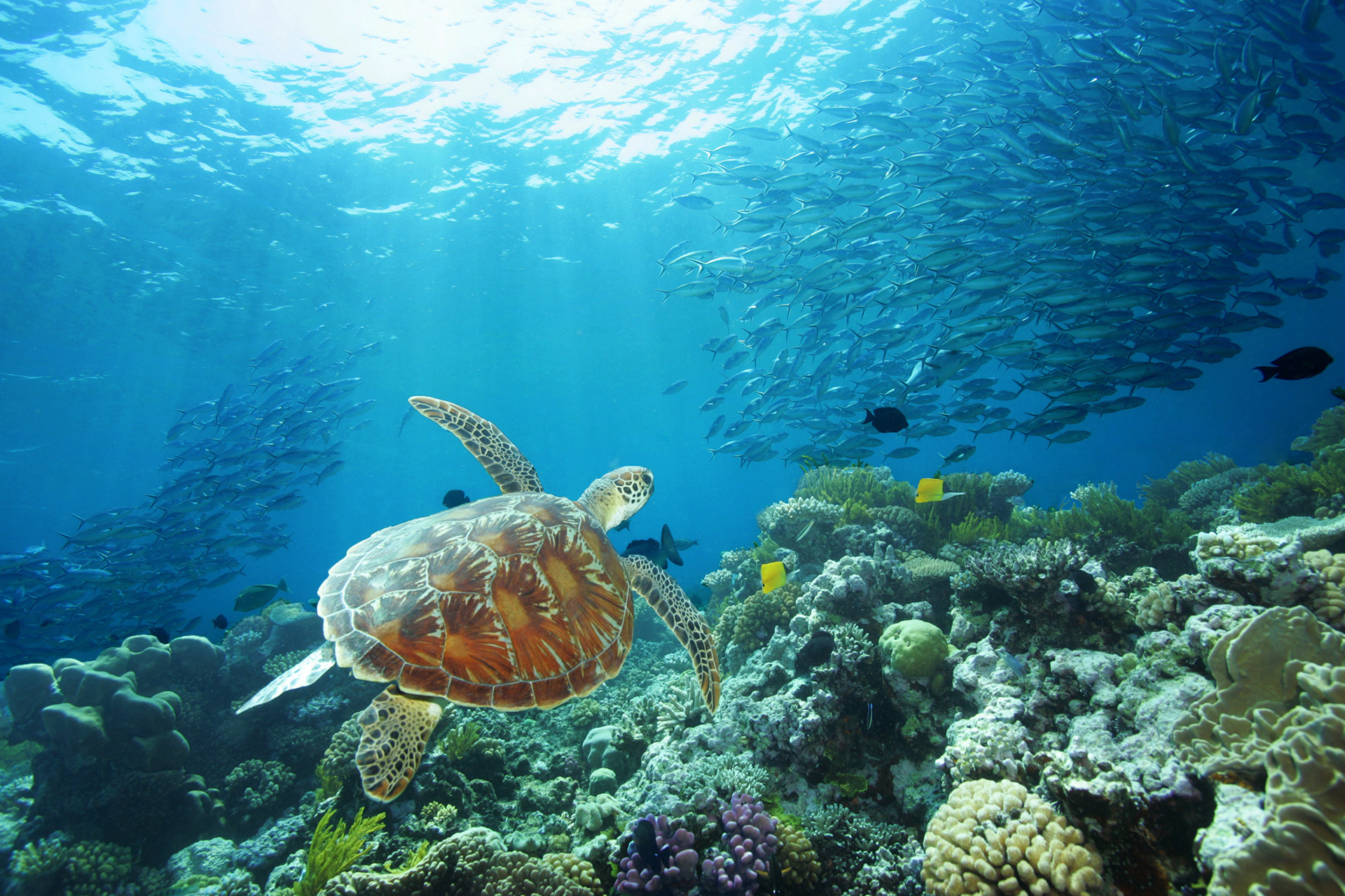 Great Barrier Reef