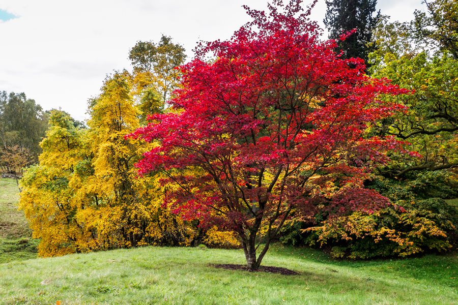 Japanese Maple Trees