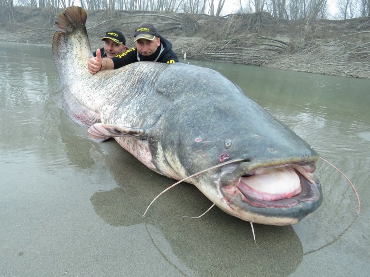 Giant Catfish – largest freshwater fish