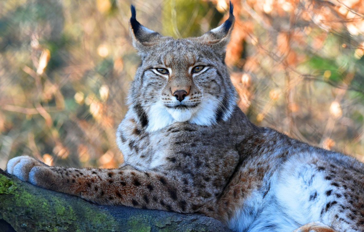 Eurasian Lynx