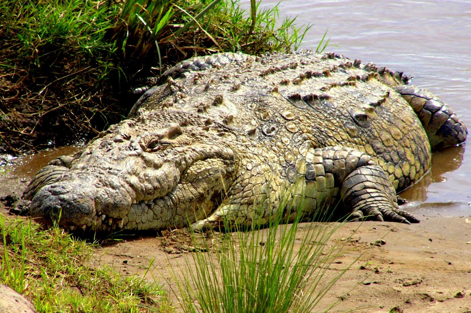 Crocodile Cure