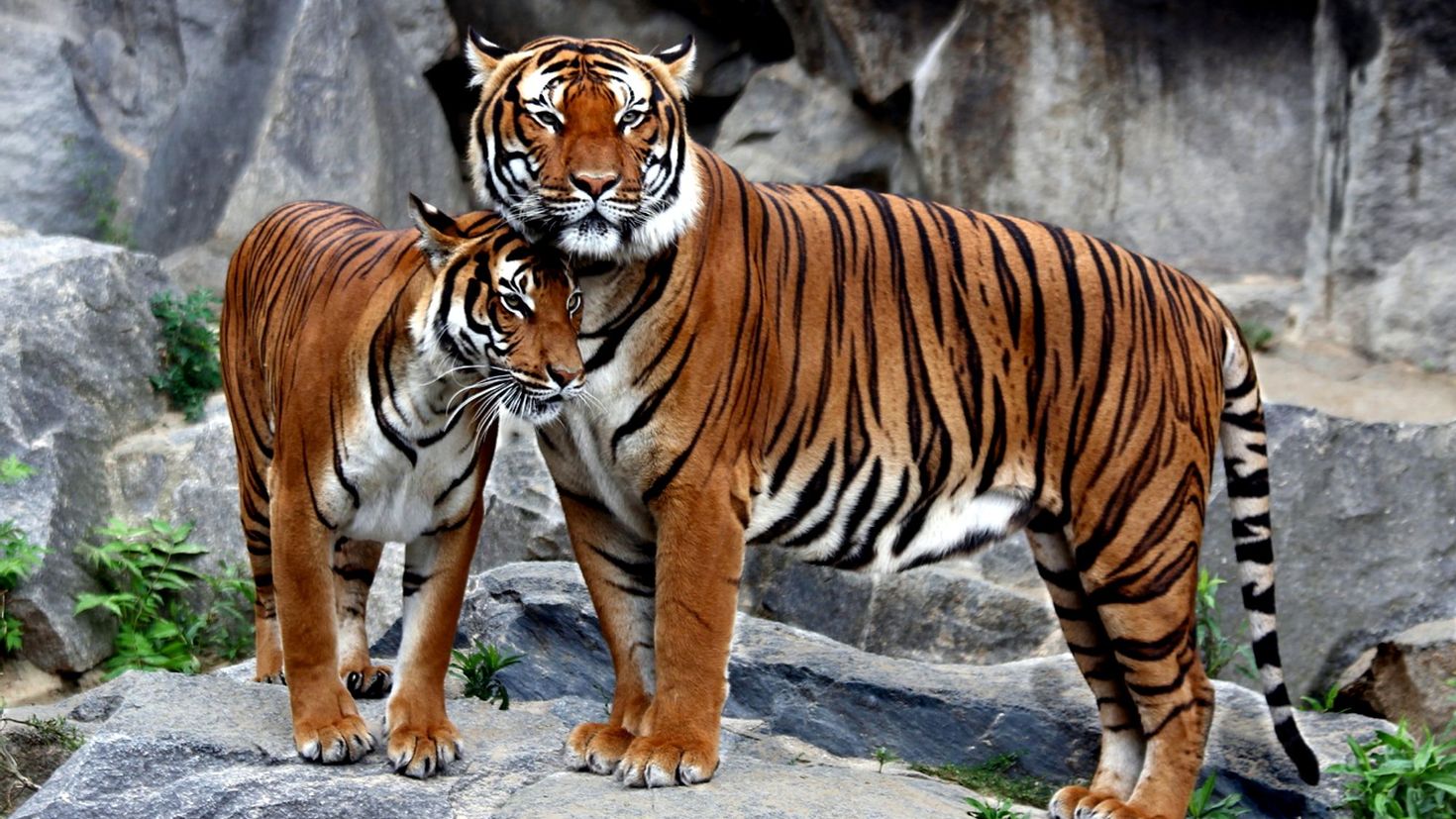 There are black and white tigers
