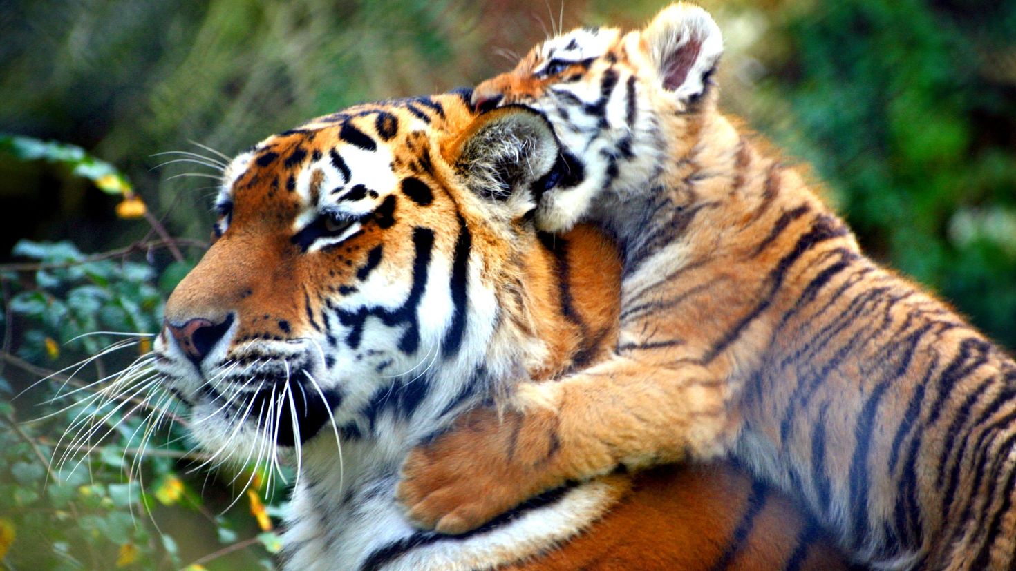 There are black and white tigers