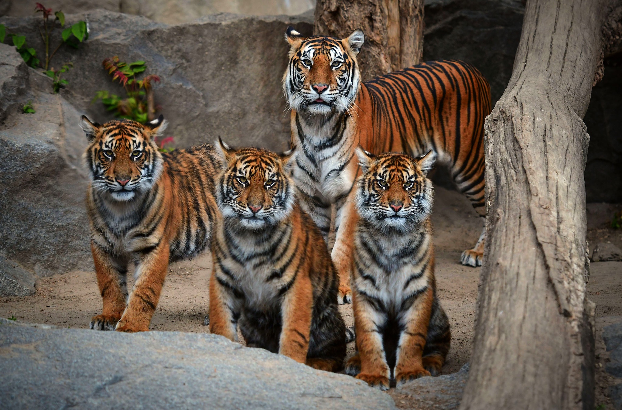 These are the tiger’s closest family members