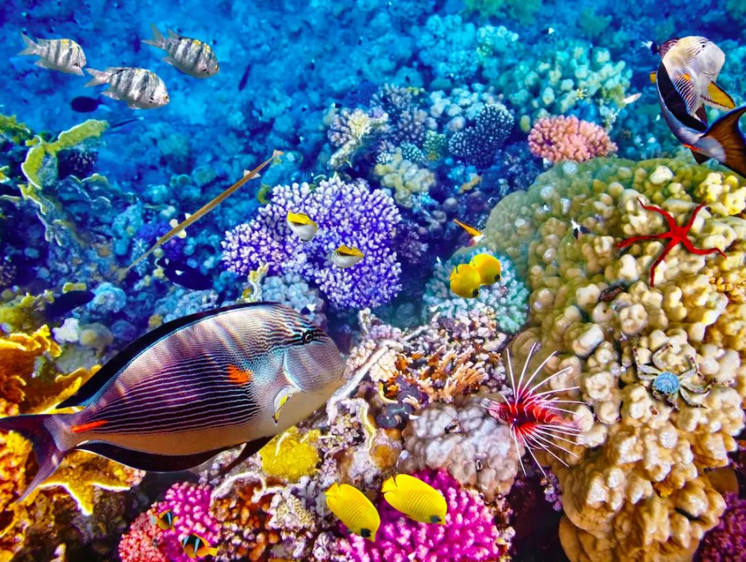 Great Barrier Reef