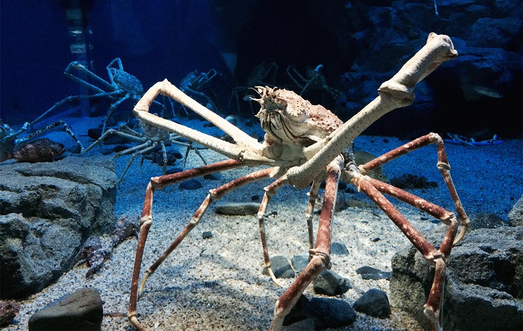 Japanese Spider Crabs get very old