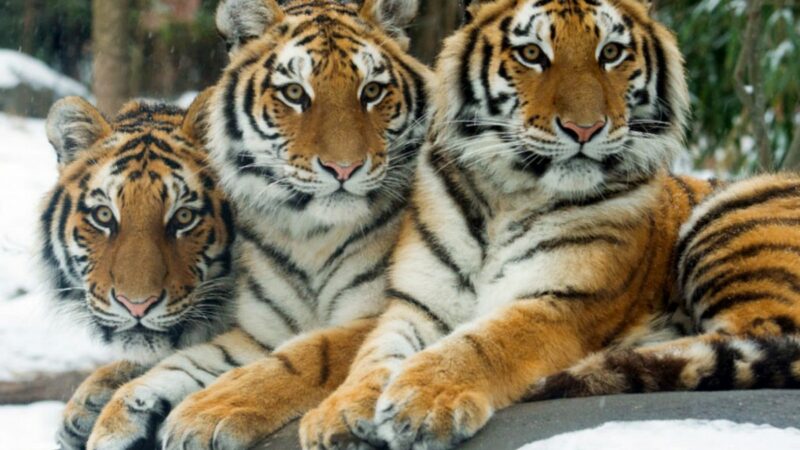 Top 7 Facts About Tigers