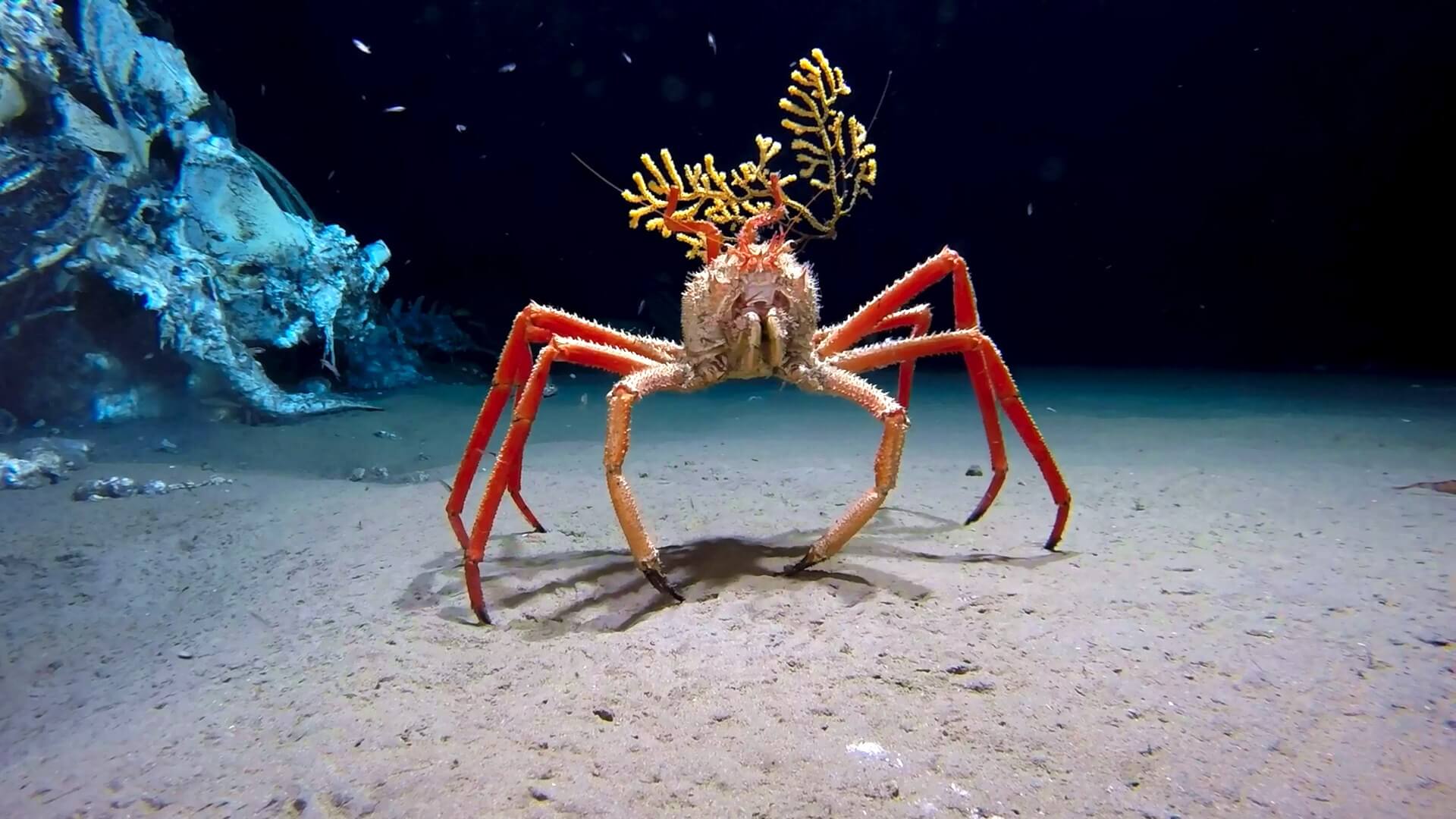 One Japanese Spider Crab got a bit lost one time