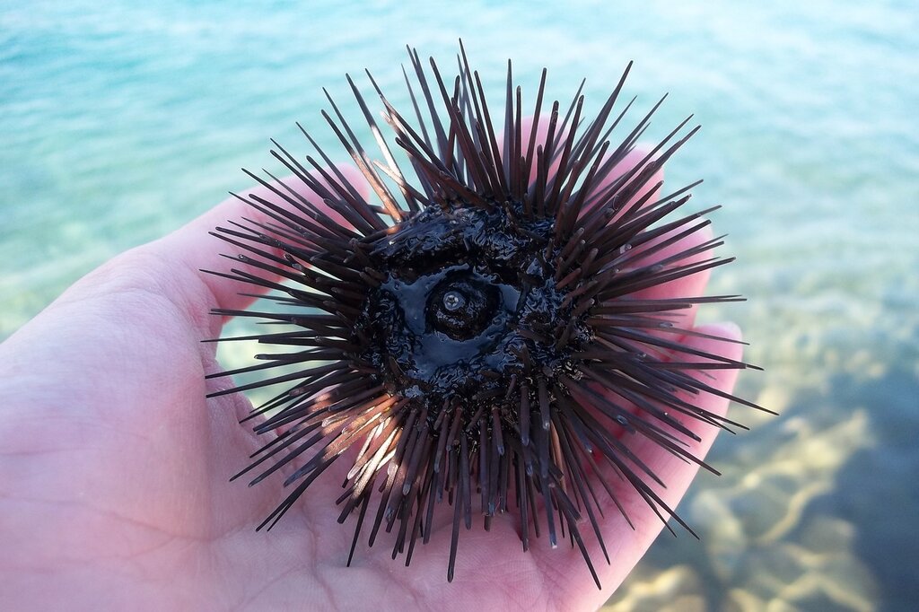 Facts about Sea Urchin Diet