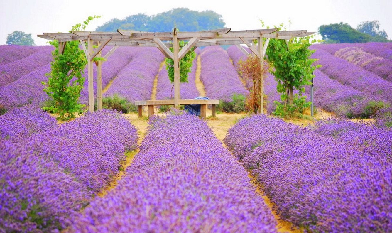 Pelindaba Lavender Farm