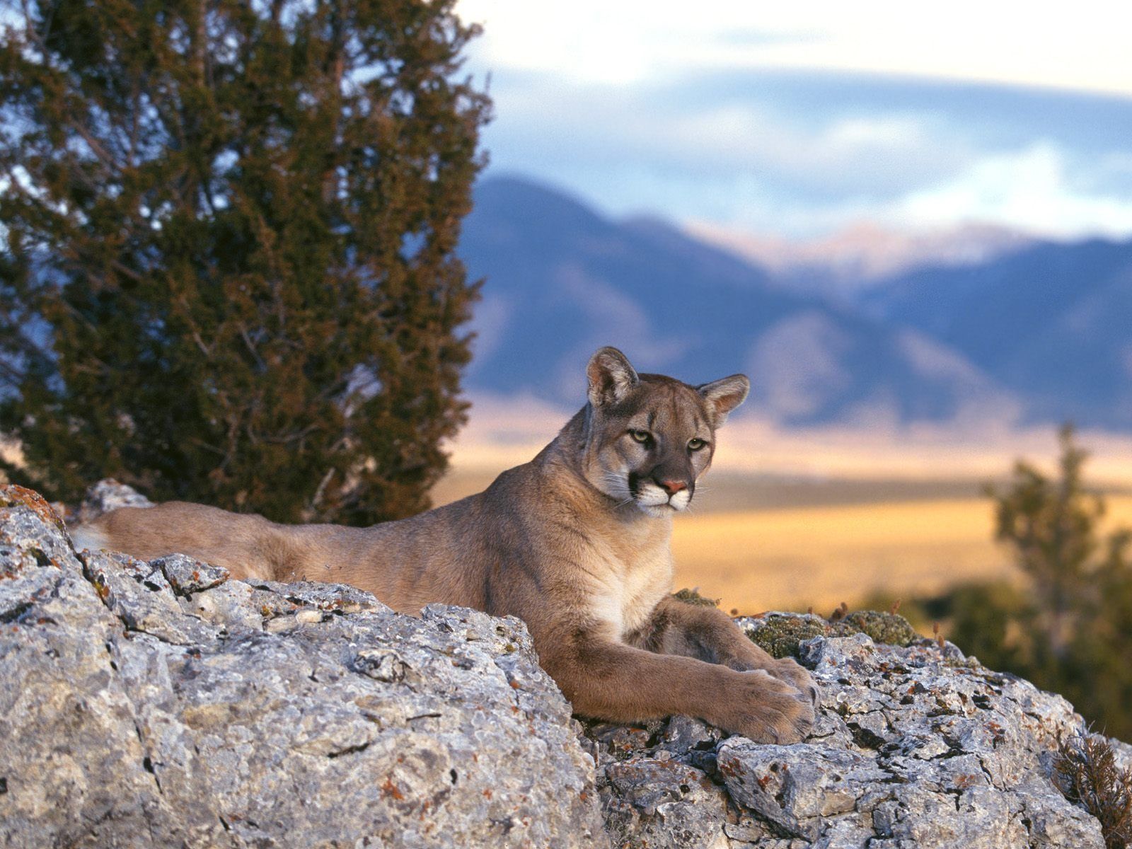 Mountain lion