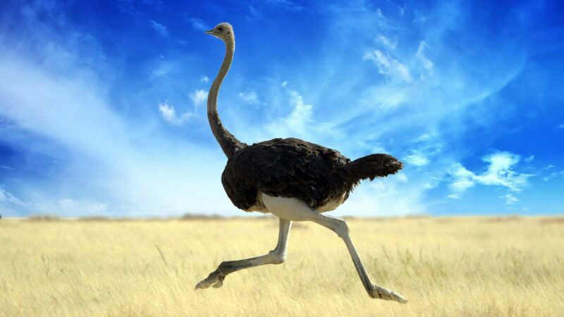 Top-10 Interesting Facts about the Ostrich