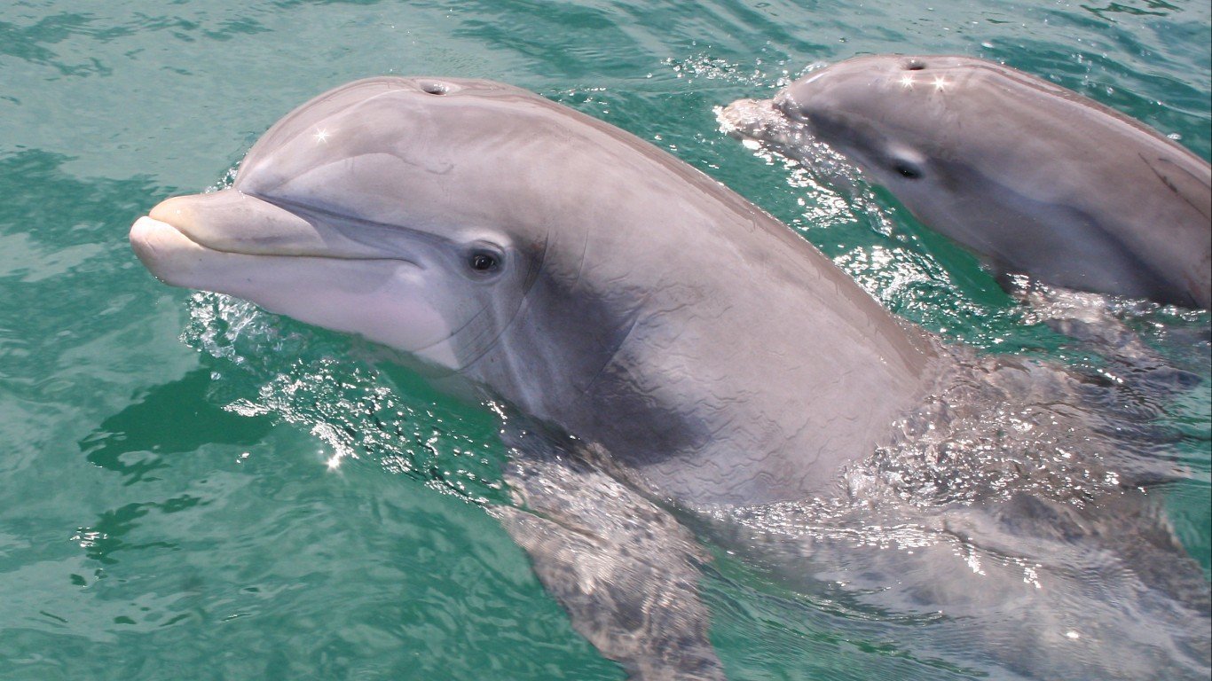 Dolphins Have Remarkable Powers of Recuperation