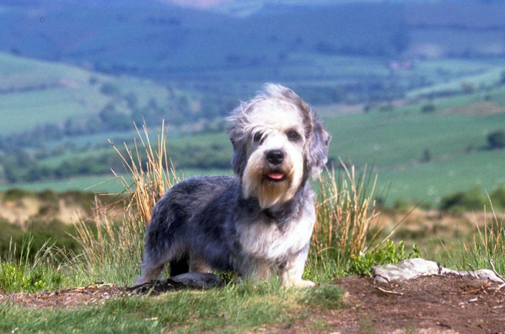 Dandie Dinmont Terrier