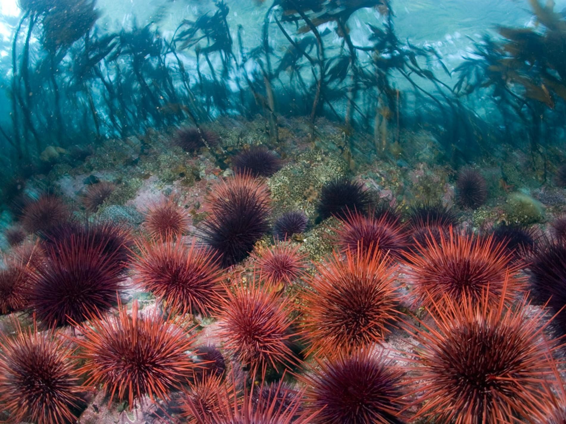 Physical Appearance of Sea Urchins