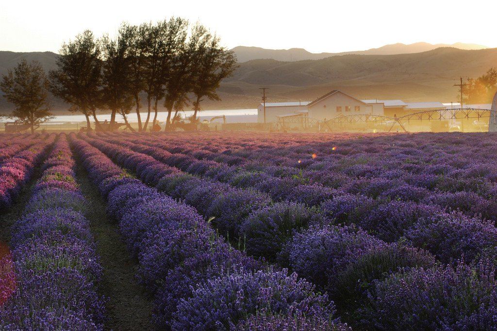 Pelindaba Lavender Farm