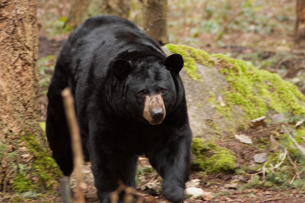 American Black Bear