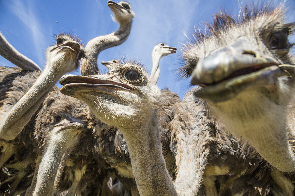 Largest Living Bird