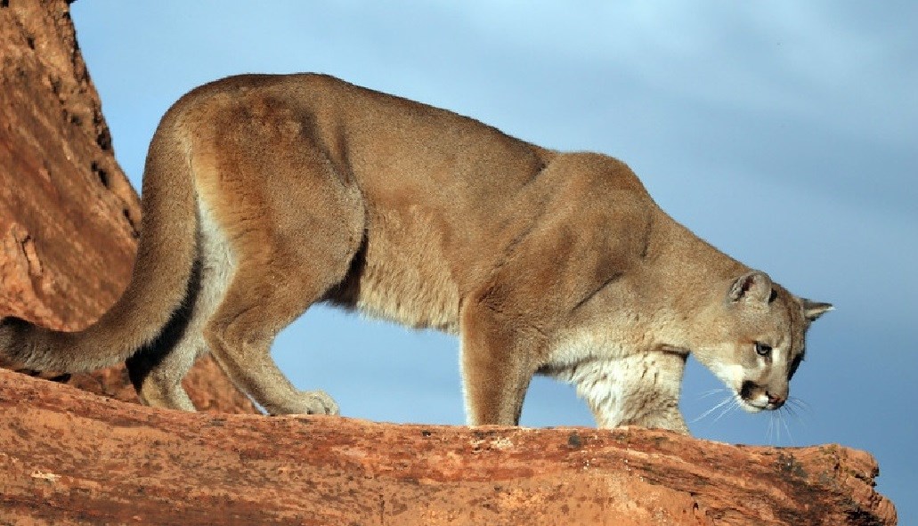 Mountain lion