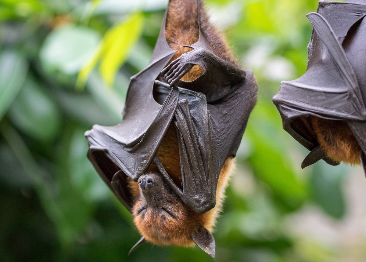  Bats