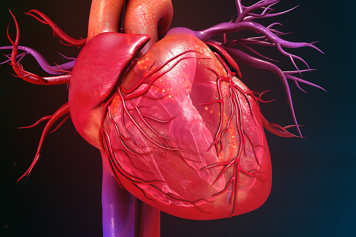The Human Heart Pumps About 5 Liters of Blood per Minute