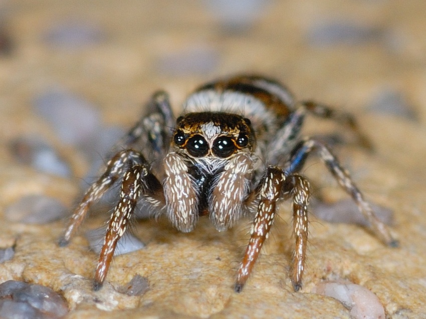 They were included in the first book that described spiders in 1757