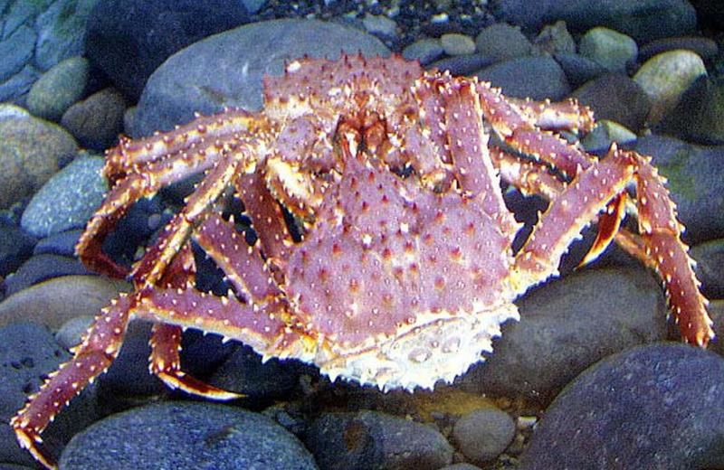 Adult crabs live most of their lives in the depths of the ocean
