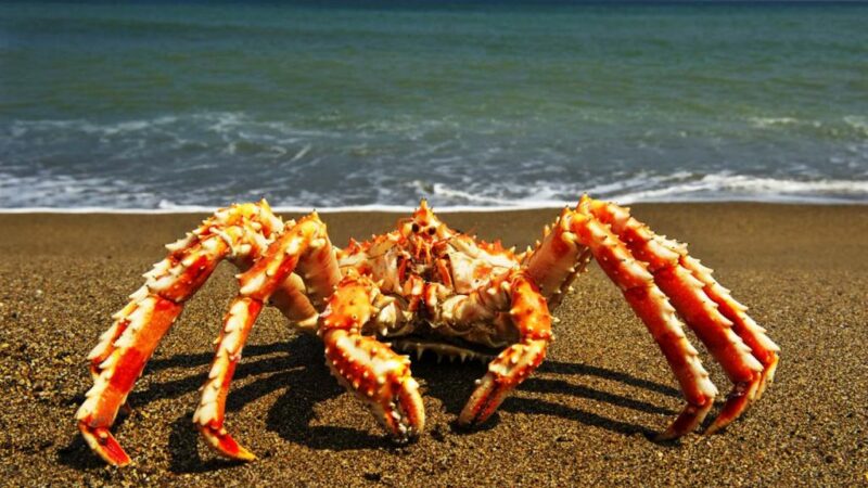 Top 7 Facts About The Red King Crab