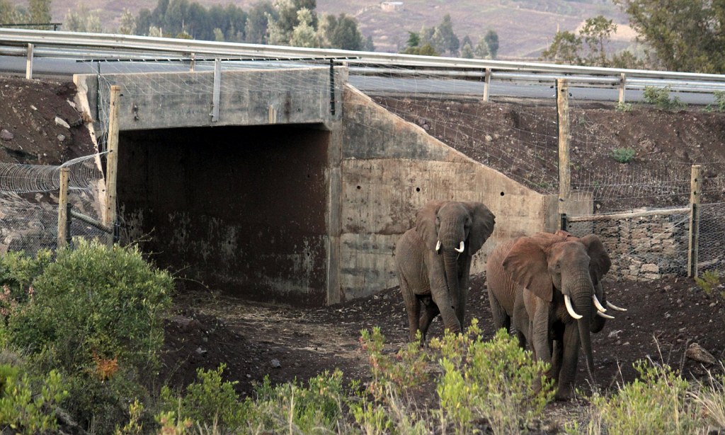  Elephant Underpass, Kenya