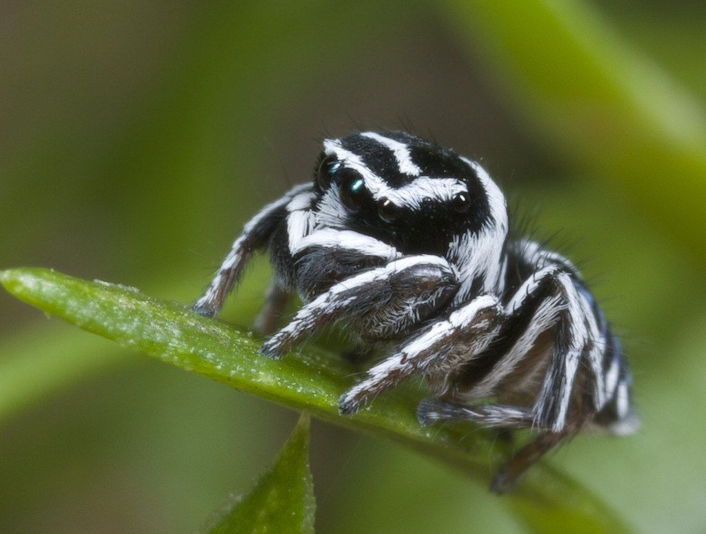 What do zebra jumping spiders eat?