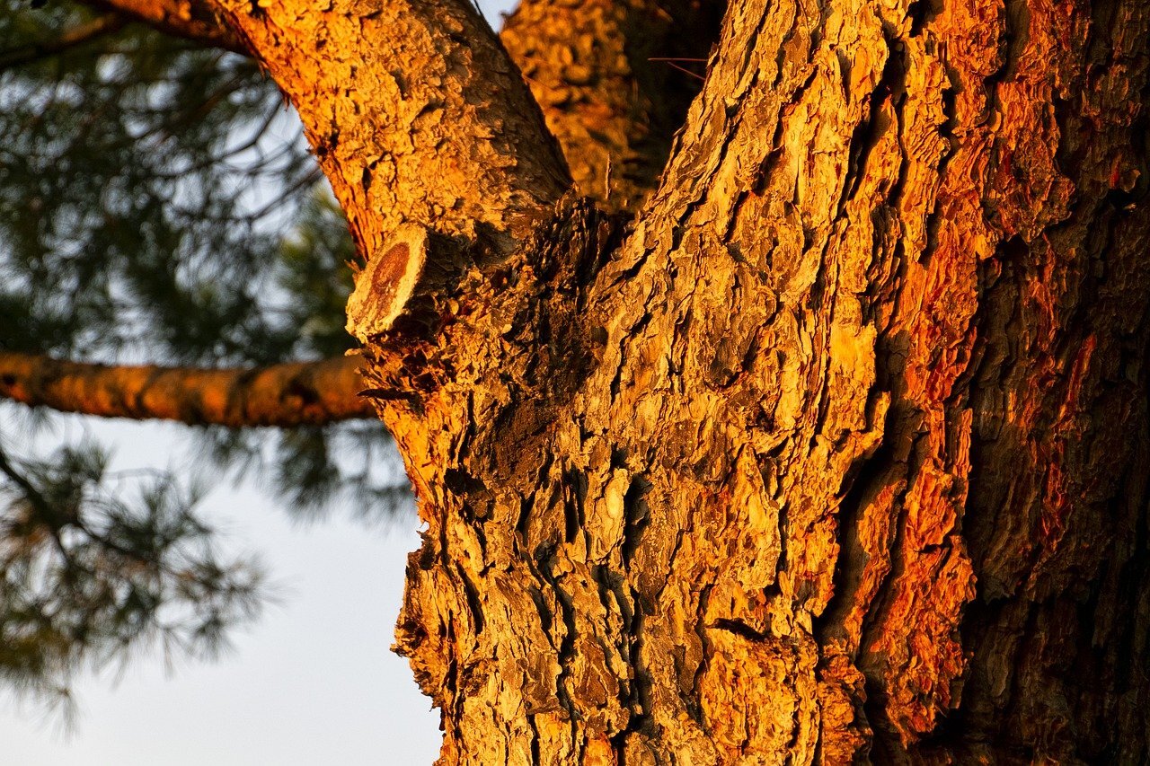 Tree bark