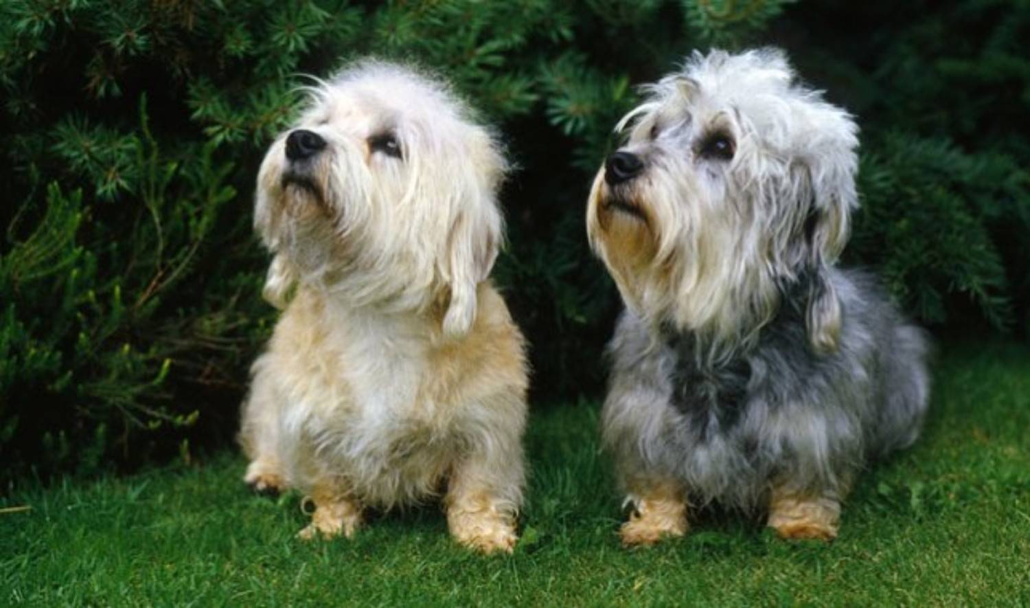 Dandie Dinmont Terrier