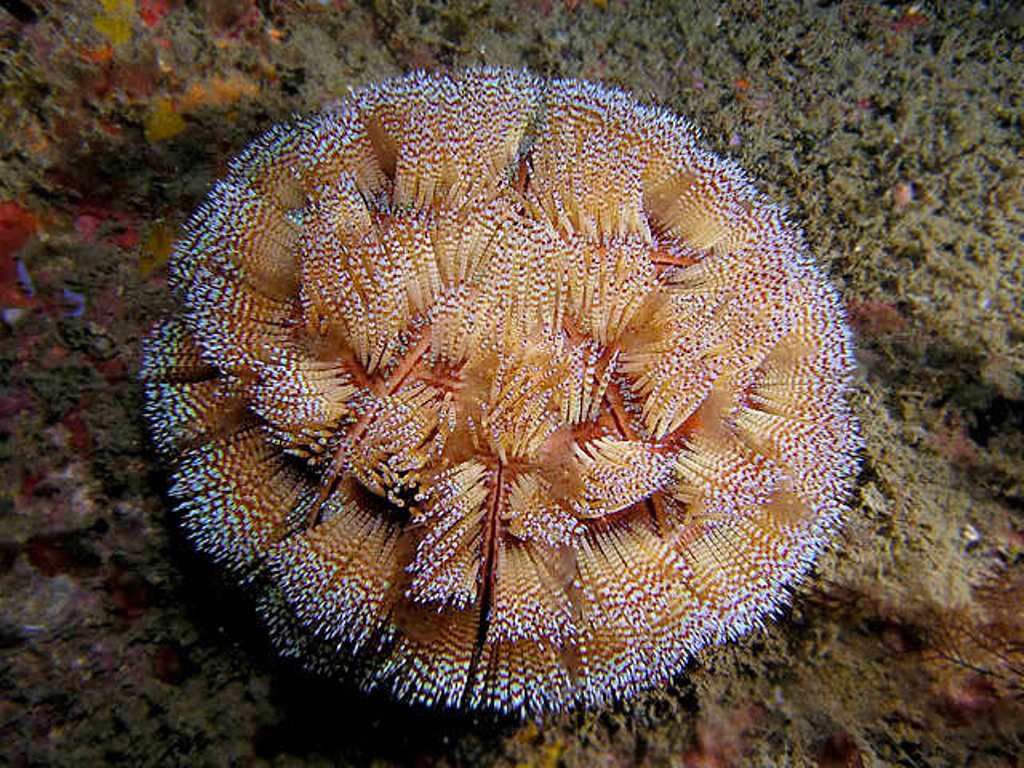 Facts about Sea Urchin Adaptation & Safety Measures