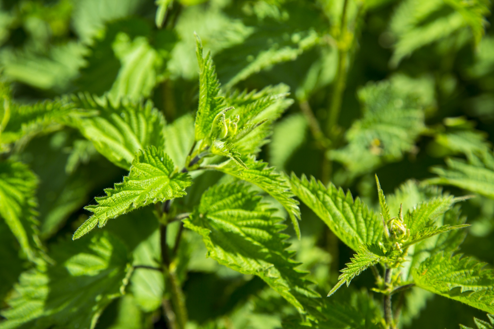 Stinging nettle