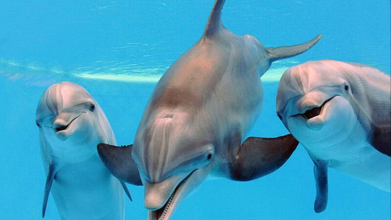 6 Fin-Tastic Dolphin Facts