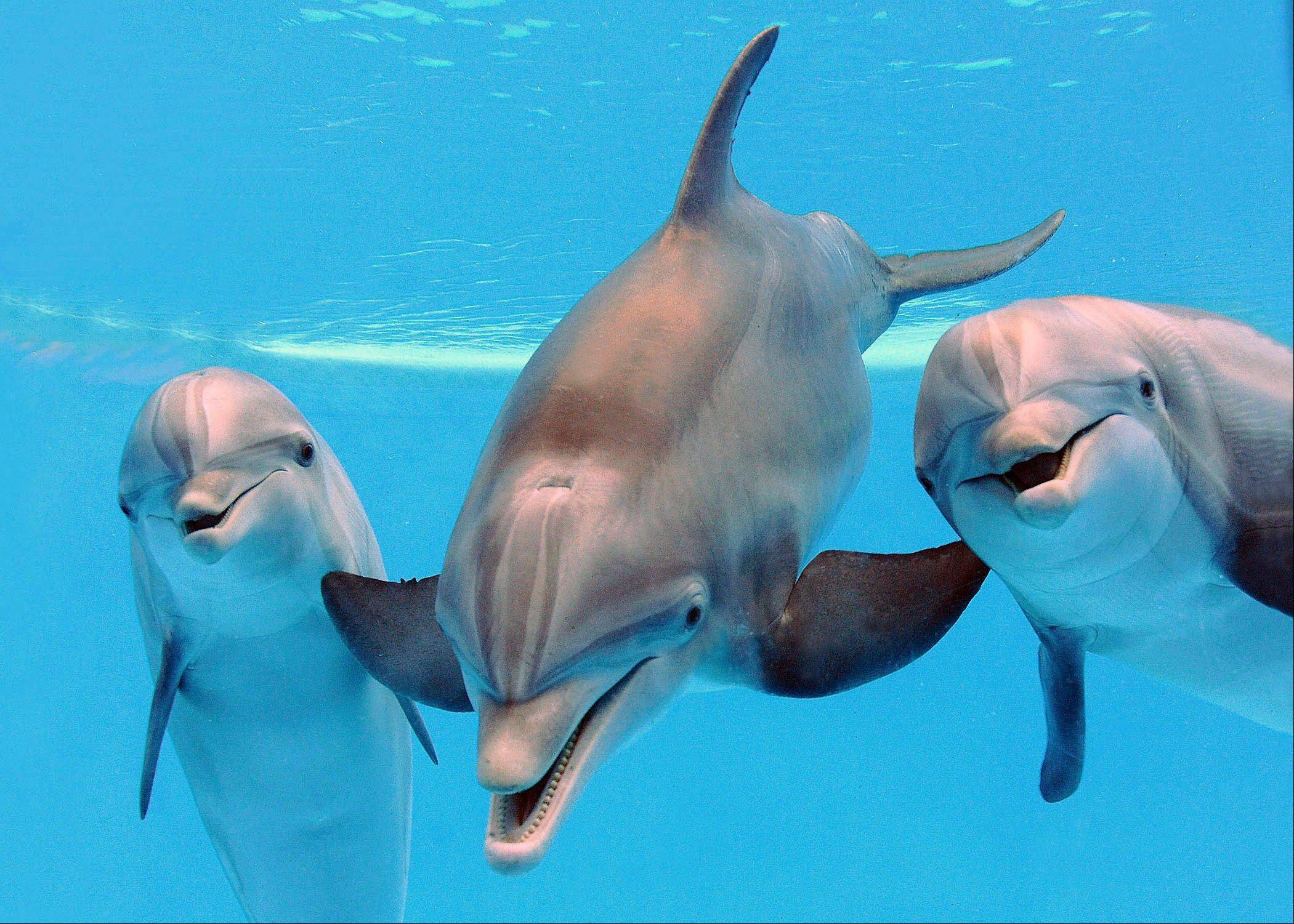 Dolphins Have Three Stomachs