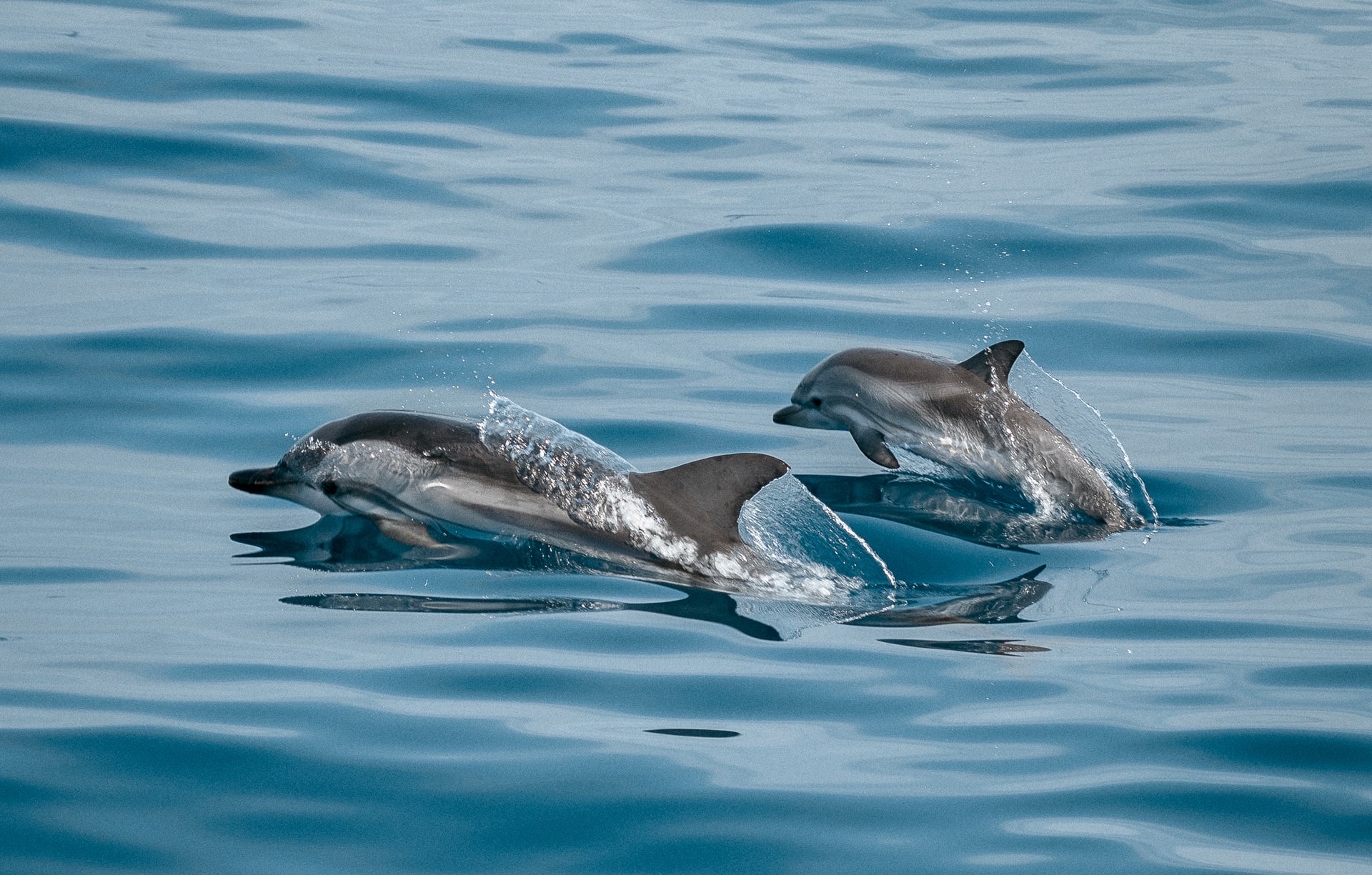 Dolphins Call Each Other by Their Names
