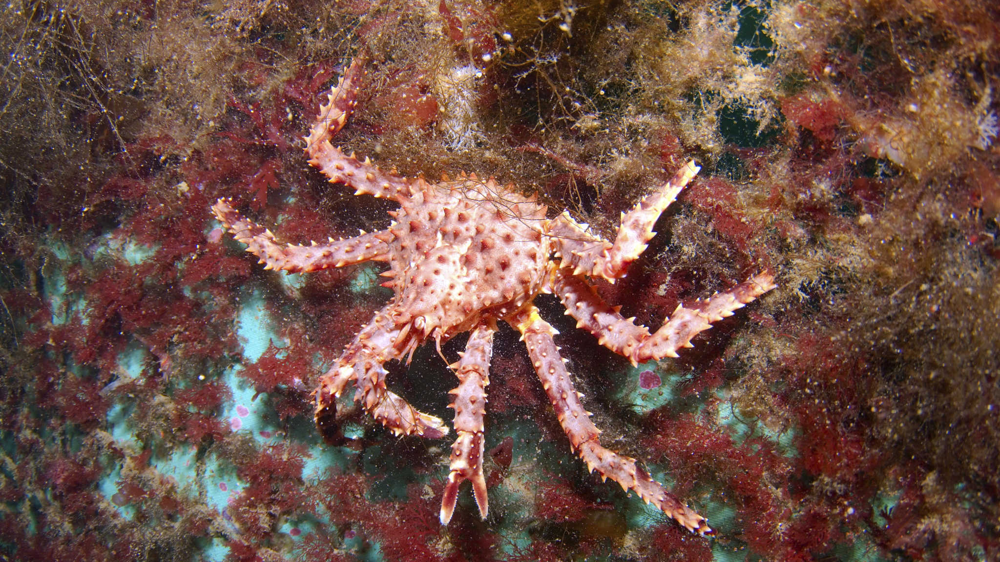 These fascinating crabs aren’t really red